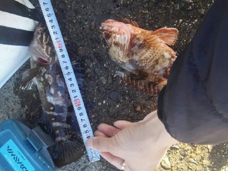 カサゴ、クエ、ハゼなど